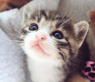 未来职业规划发言稿？未来职业规划发言稿800字